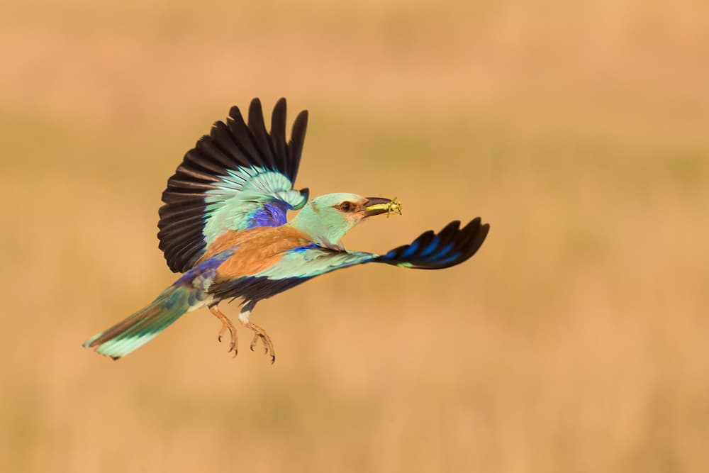Vibrant Bird in Flight by Cheng Chang — canvas wall art