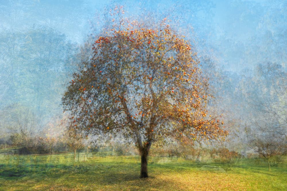 Golden Autumn Tree by Fiorenzo Carozzi — canvas wall art