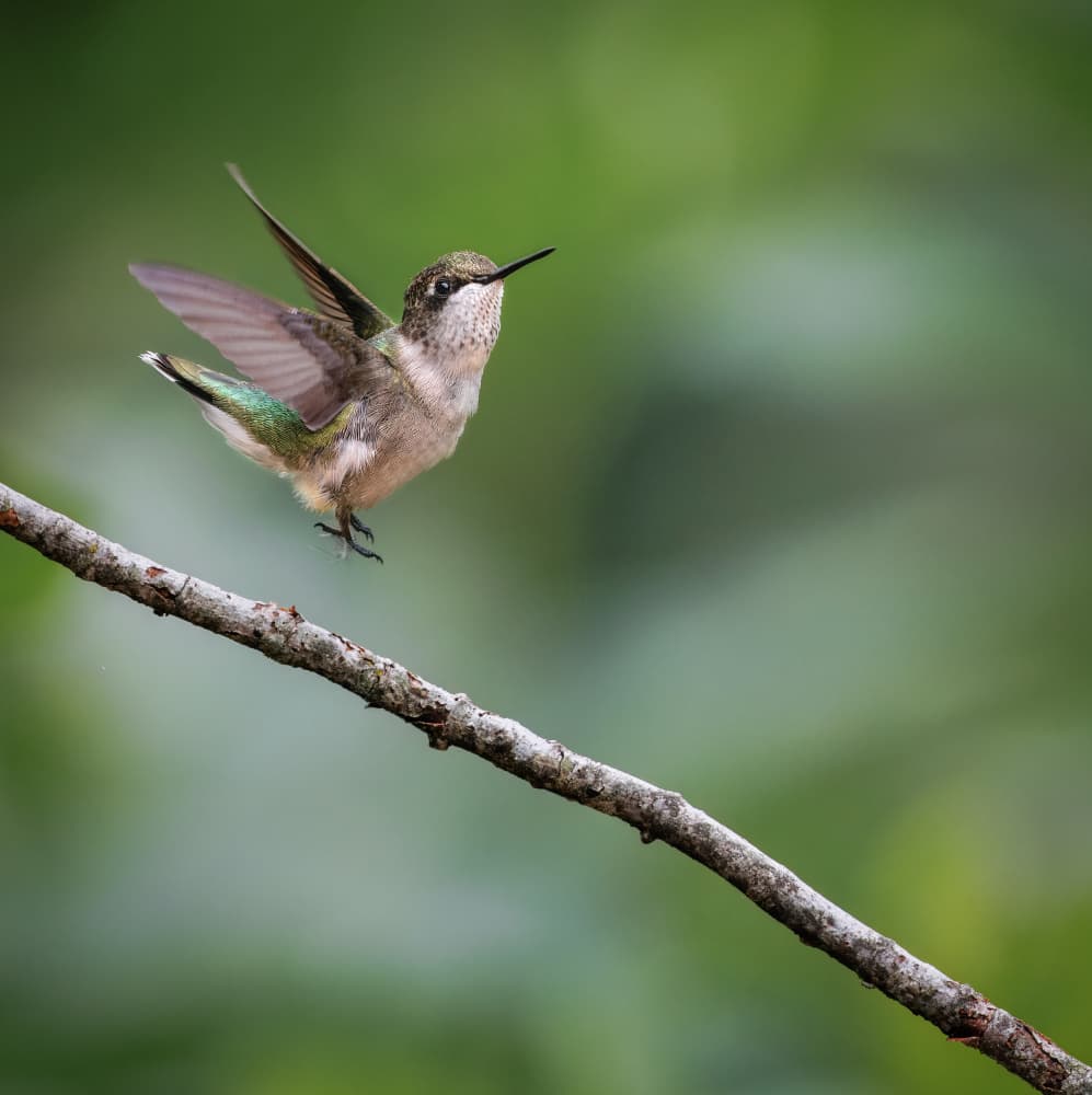 Hummingbird Taking Flight by Eugene Zhu — canvas wall art