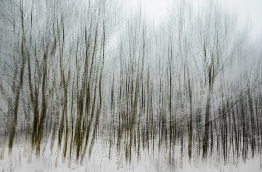 Ethereal Winter Woods by Silvia Guillet — canvas wall art