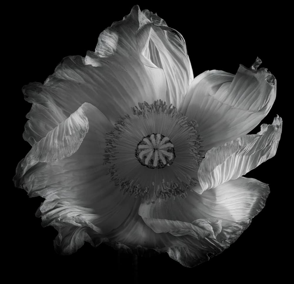 White Poppy Bloom by Penny Myles — canvas wall art