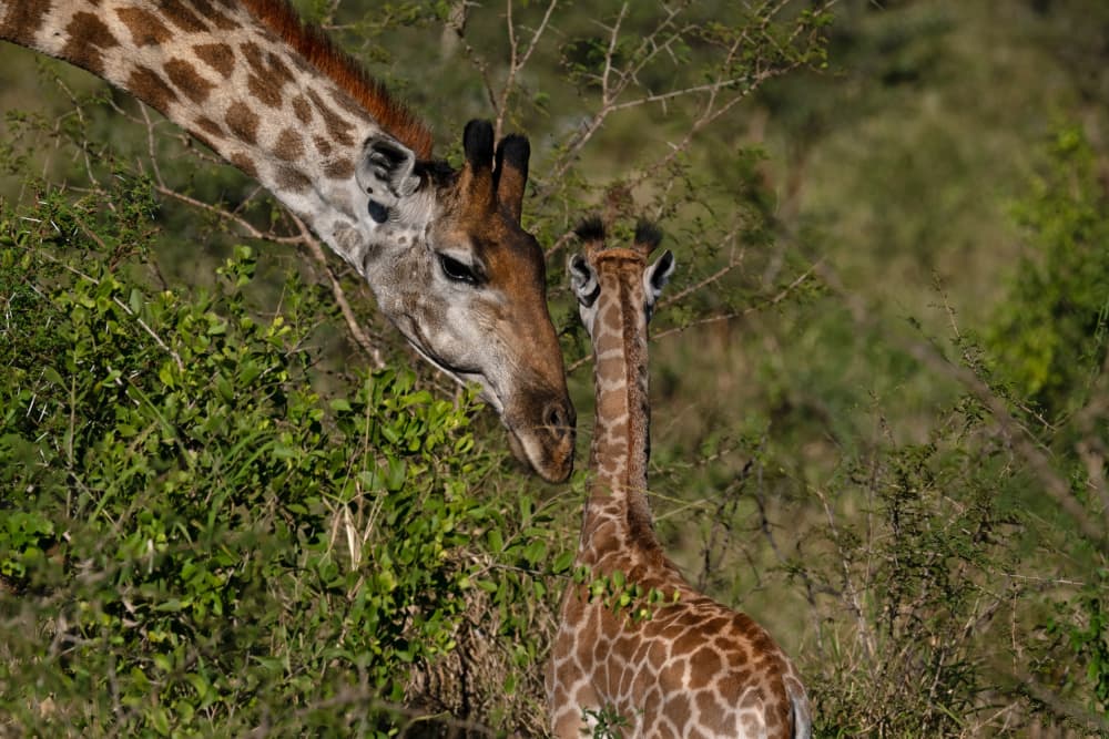 Tender Giraffe Bond by Marco Pozzi — canvas wall art