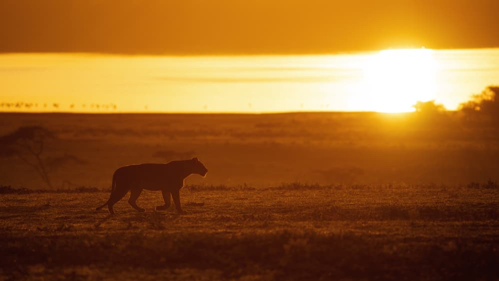 Golden Hour Lioness by Mohammed Alnaser — canvas wall art