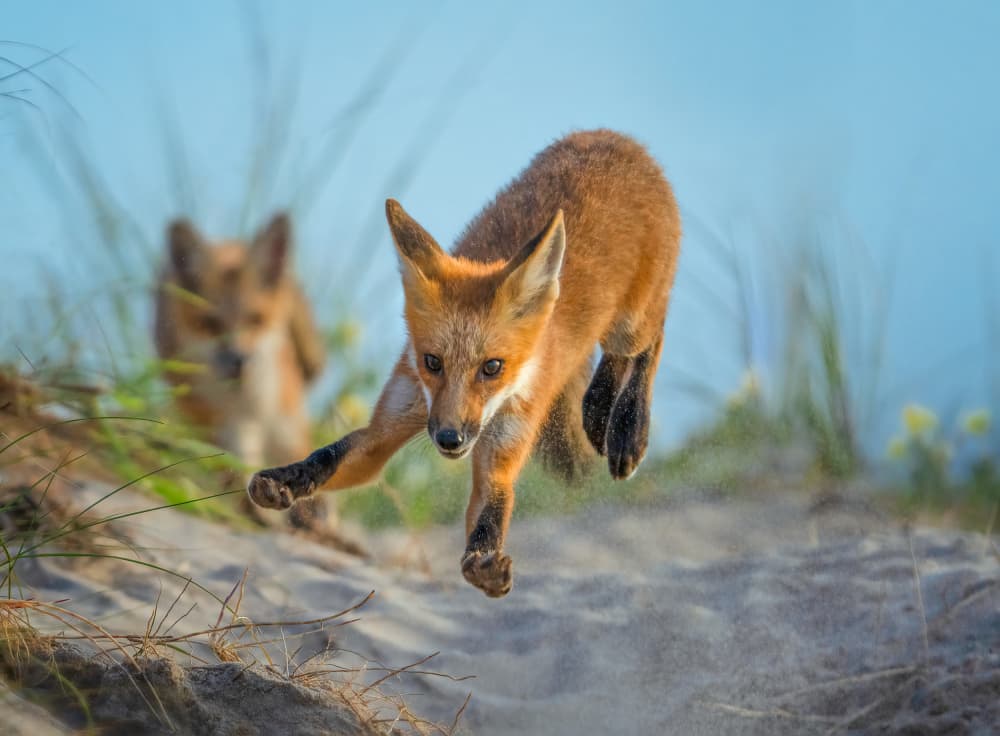 Jumping Fox Kit by Ruiqing P. — canvas wall art