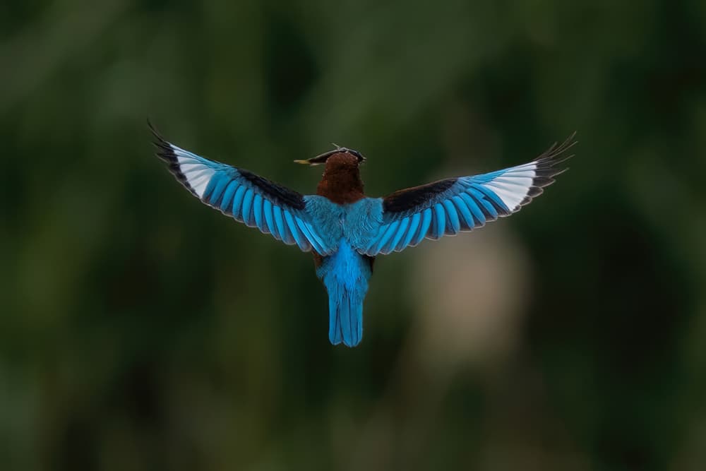 Roller Bird in Flight by Guy Wilson — canvas wall art