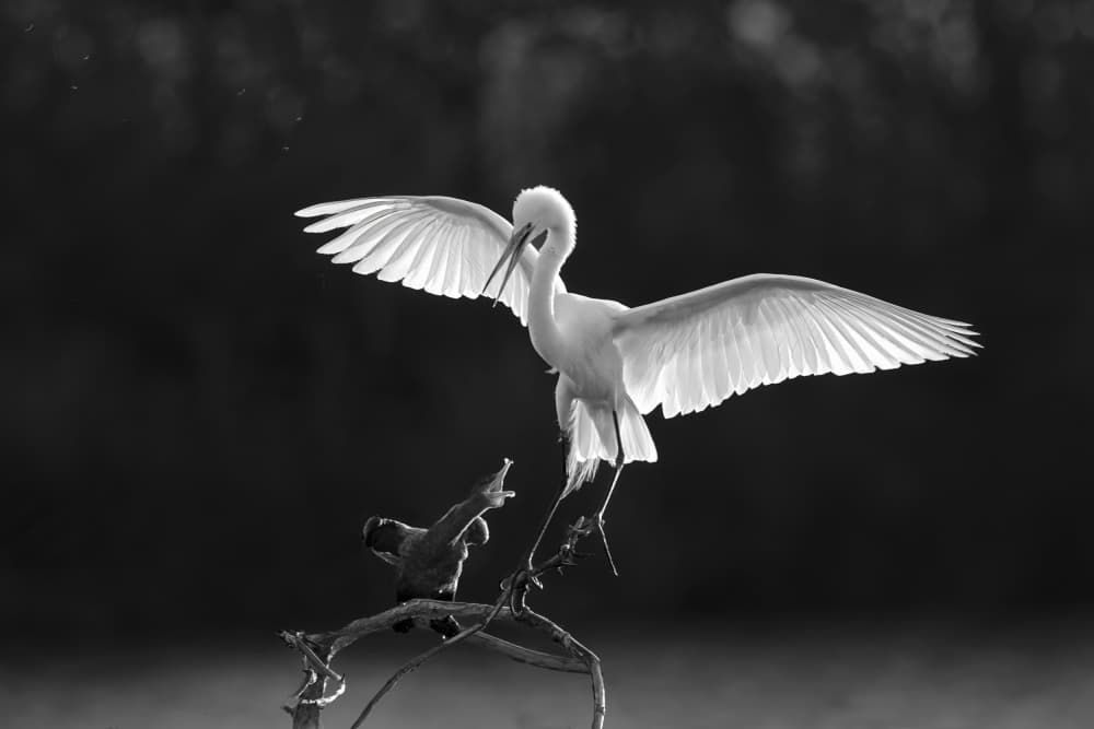 Graceful Egret Landing by Rob Li — canvas wall art