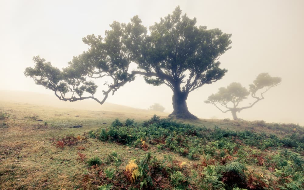 fog by Walter Lackner — canvas wall art