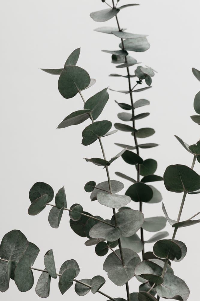 Serene Eucalyptus Foliage by Pictufy Studio III — canvas wall art