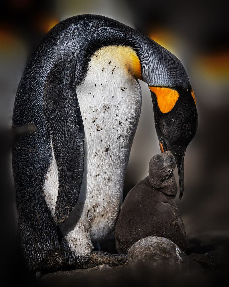 King Penguin Feeding Chick by Annie Poreider — canvas wall art
