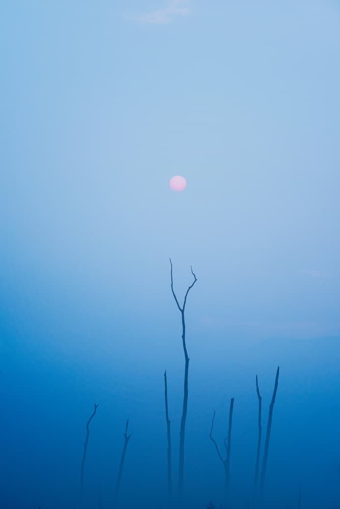 Pink Sun Misty Trees by swapnil deshpande — canvas wall art