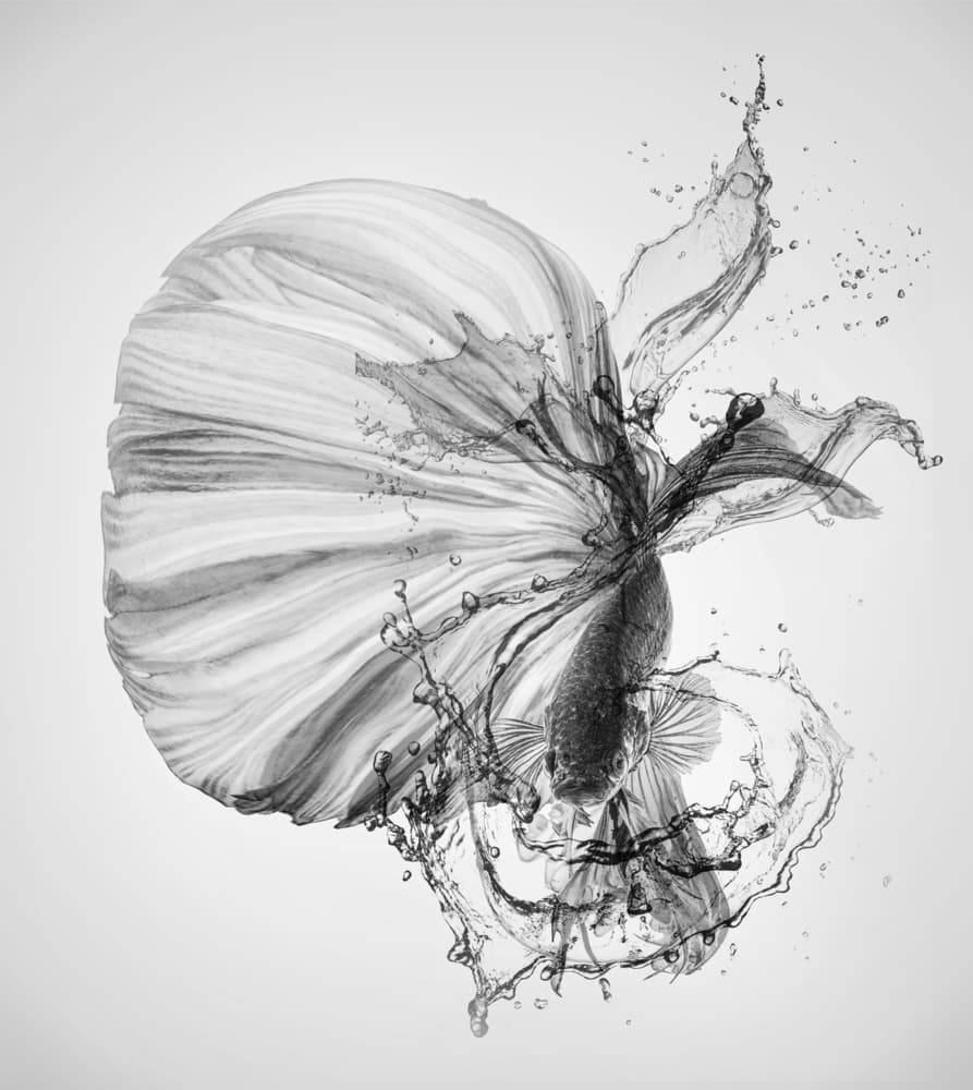 Betta Black and White by Andi Halil — canvas wall art