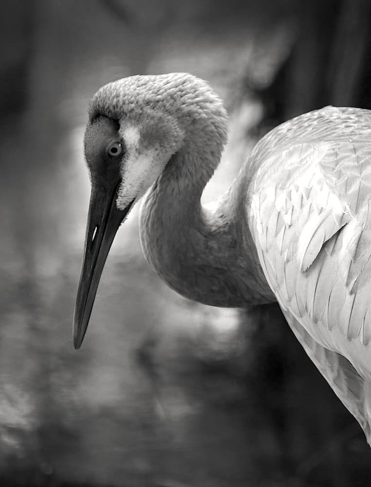 Graceful Crane Profile by Robin Wechsler — canvas wall art