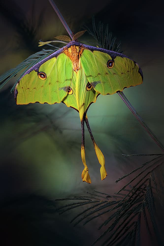 Elegant Green Moth by Jimmy Hoffman — canvas wall art
