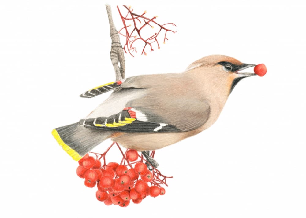 Waxwing Berry Feast by Angelica Diehn — canvas wall art