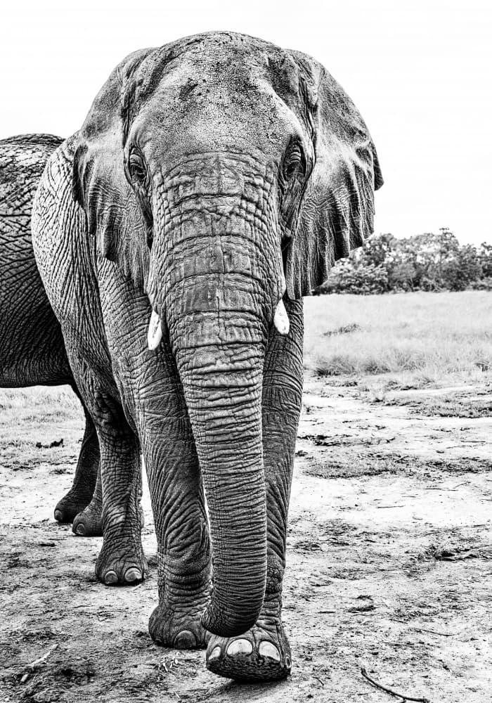 Majestic African Elephant by Felicia Berlin — canvas wall art