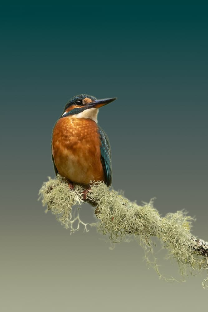 Vibrant Kingfisher Perched by Gert J ter Horst — canvas wall art