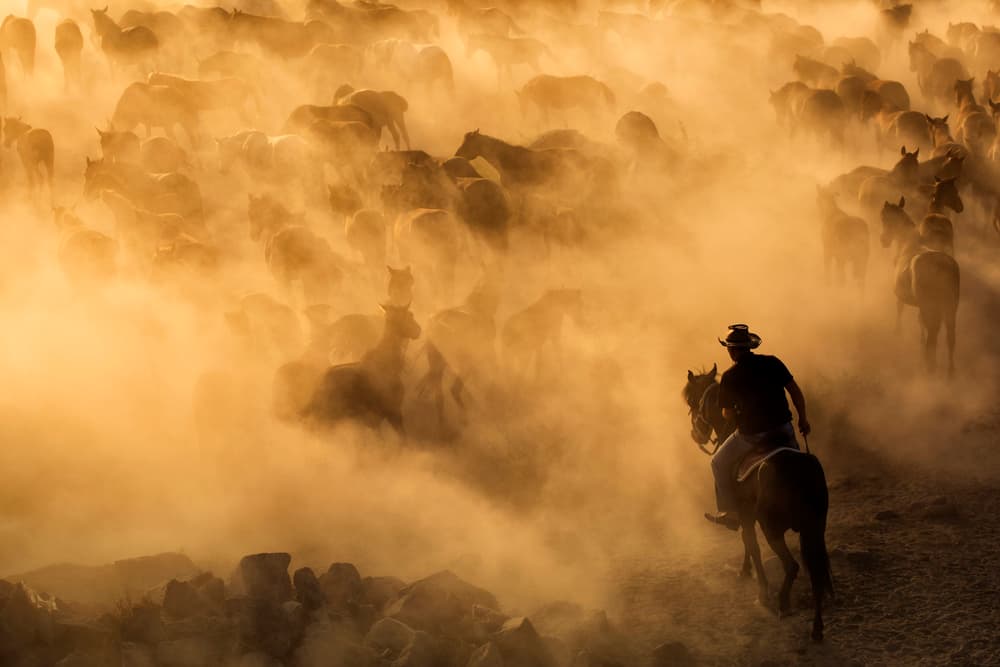 Cappadocia wild horses by Dan Mirica — canvas wall art
