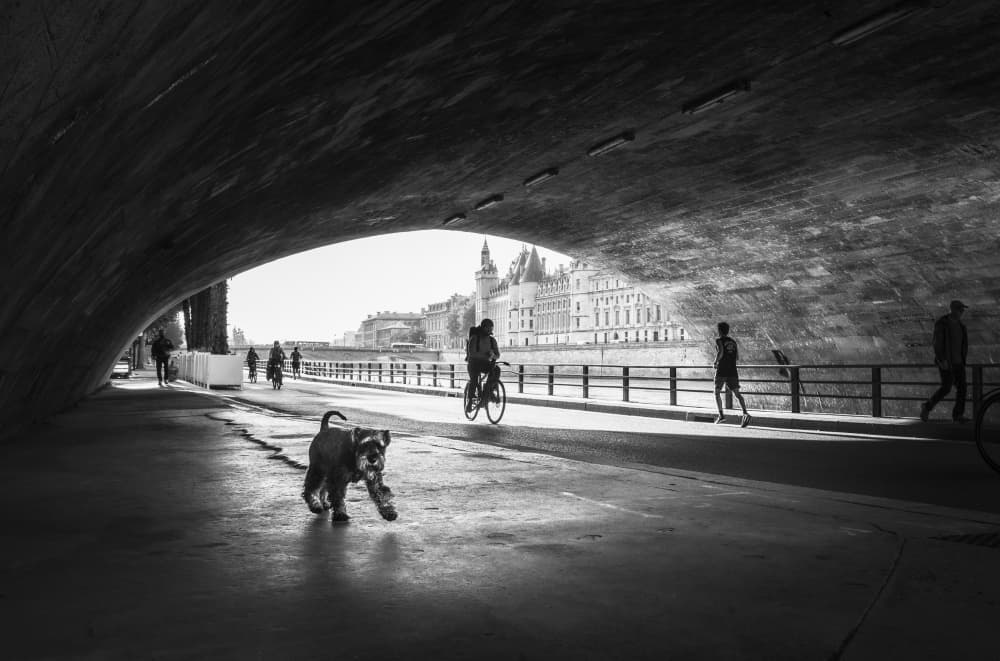 Parisian Dog Run by Sebastian Prioteasa — canvas wall art