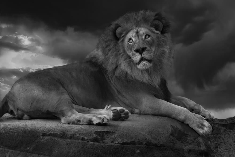 Lion's Watchful Gaze by Krystina Wisniowska — canvas wall art