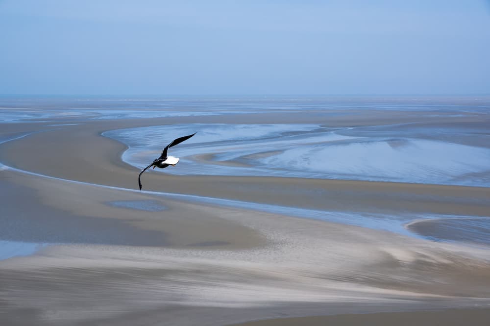 Flying Bird Over Tidals by Alessandro Traverso — canvas wall art