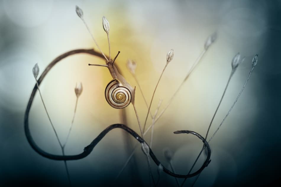 Delicate Snail Spiral by Mathieu Irthum — canvas wall art