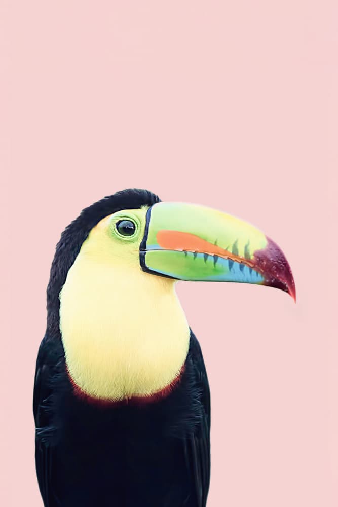 Toucan on Pink