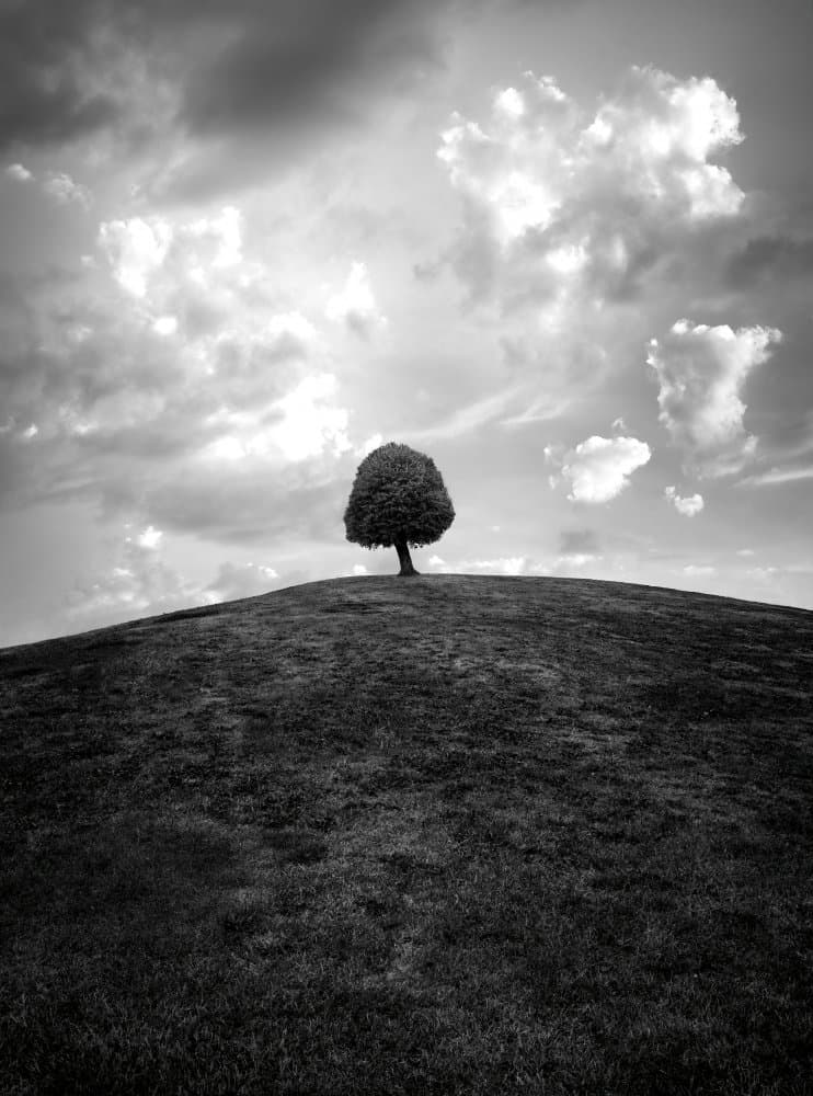 Solitary Hill Tree by Christian Lindsten — canvas wall art