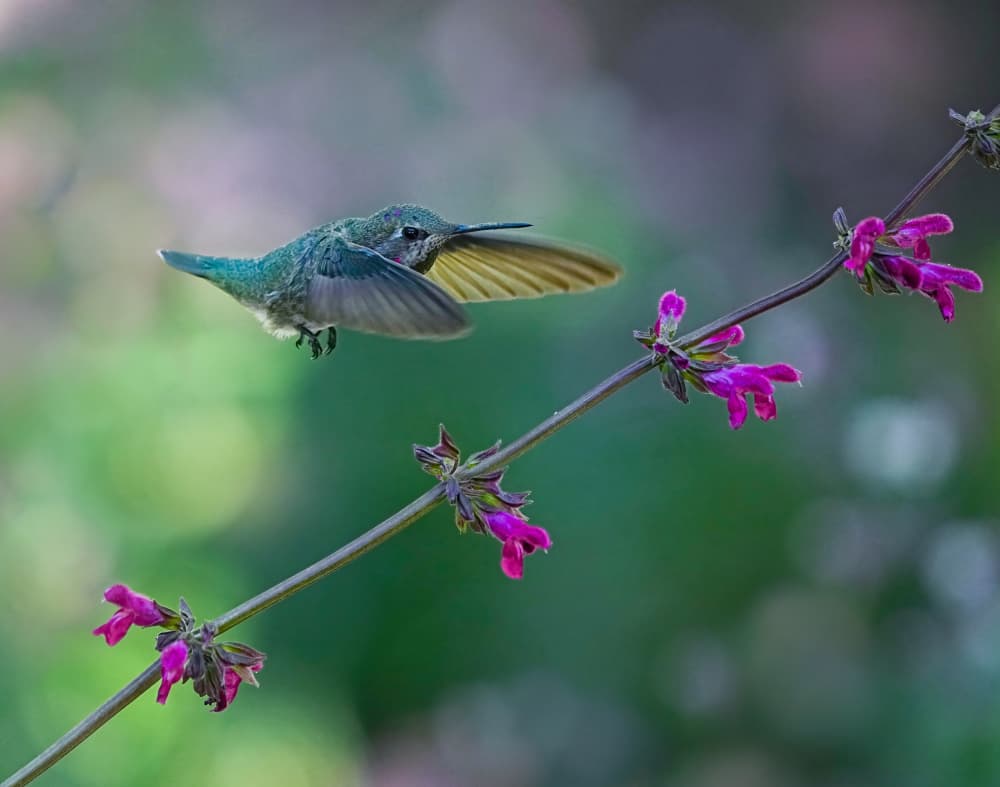 Hovering Hummingbird Blossom by Xiaojian Huang — canvas wall art