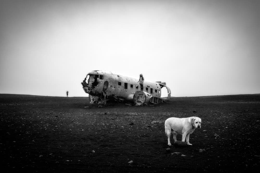 Dog By Plane Wreck by Eiji Itoyama — canvas wall art
