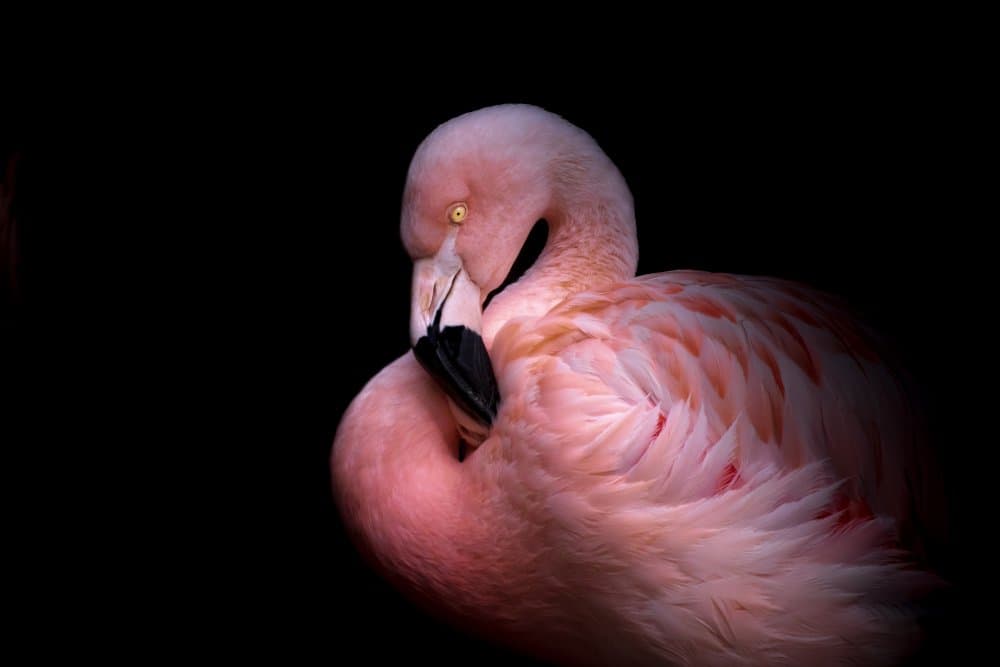 Serene Pink Flamingo by Natalia Rublina — canvas wall art