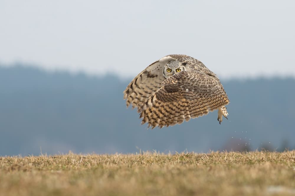 Vigilant Owl in Flight by Milan Zygmunt — canvas wall art