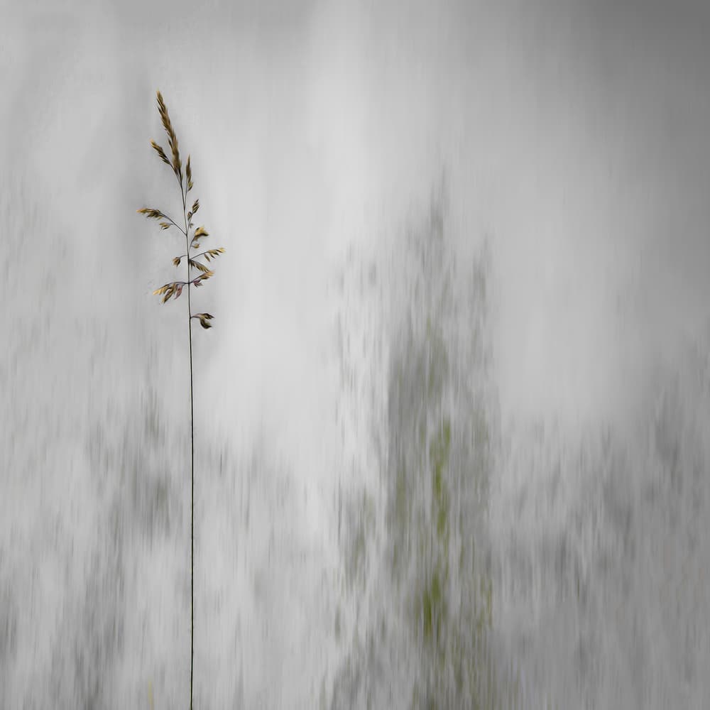 Lone Grass Softly Blurred by Gilbert Claes — canvas wall art