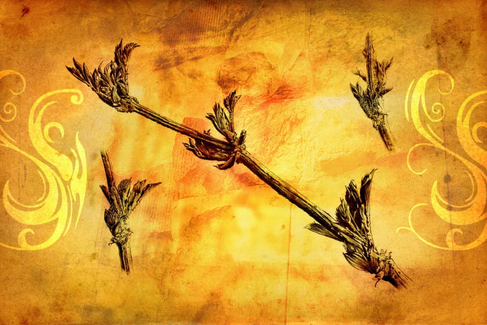 Vintage Botanical Sprigs by Rafal Kulik — canvas wall art