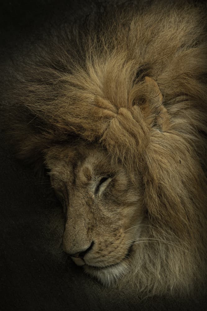 Peaceful Lion Sleep by Takayuki Nakatsuka — canvas wall art
