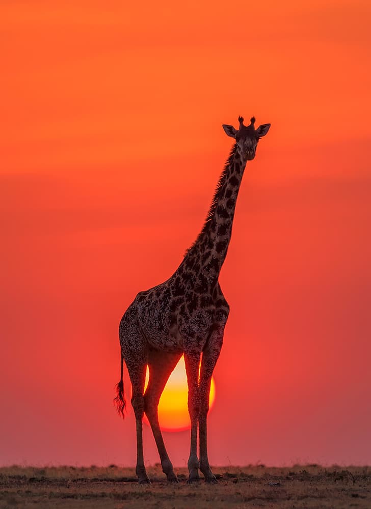 African Sunset Giraffe by Henry Zhao — canvas wall art