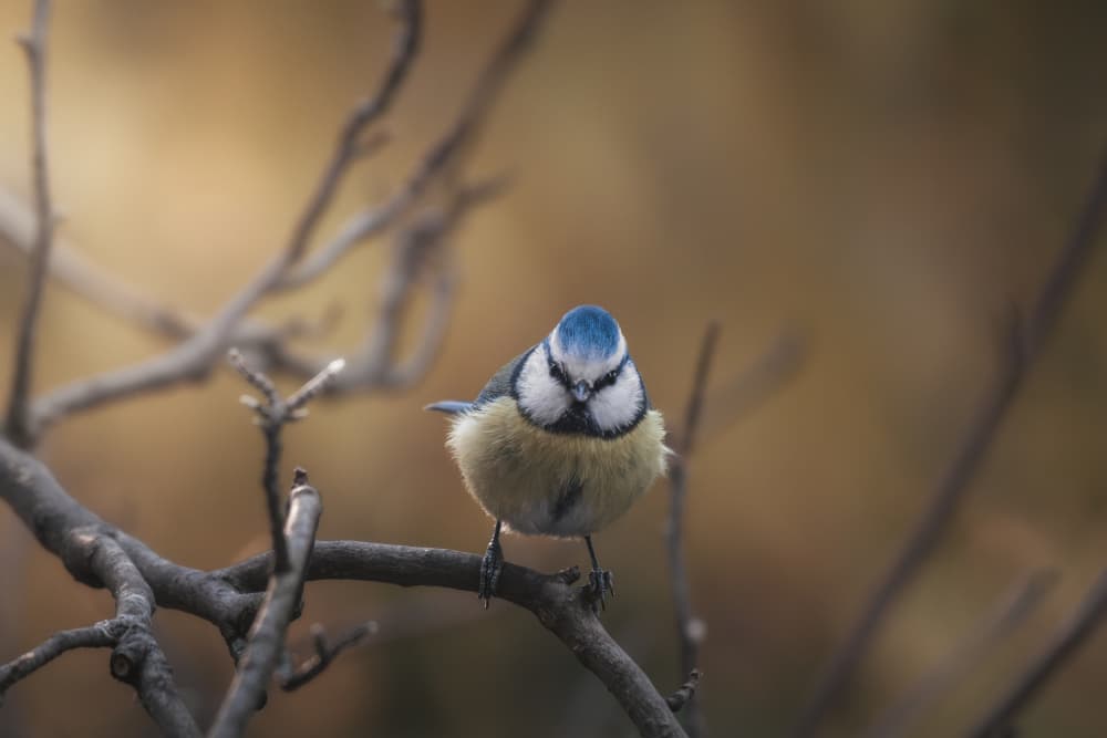 Curious Blue Tit by Thomas de Franzoni — canvas wall art