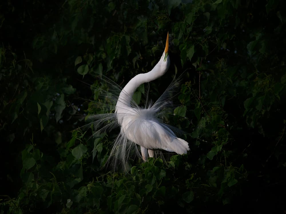 Great Egret Display by Phillip Chang — canvas wall art