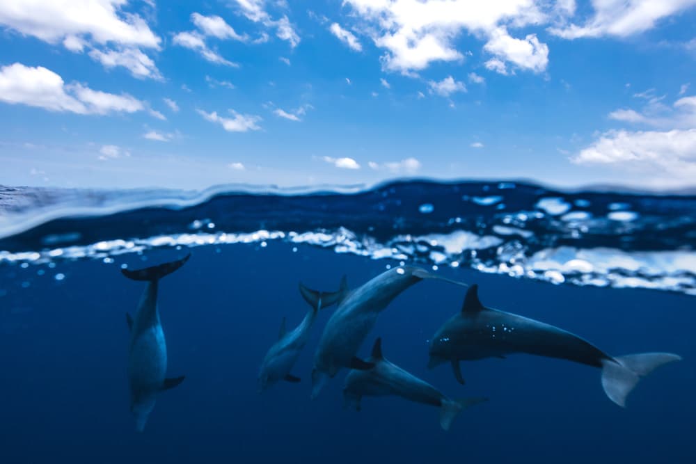 Dolphins Above Below by Barathieu Gabriel — canvas wall art