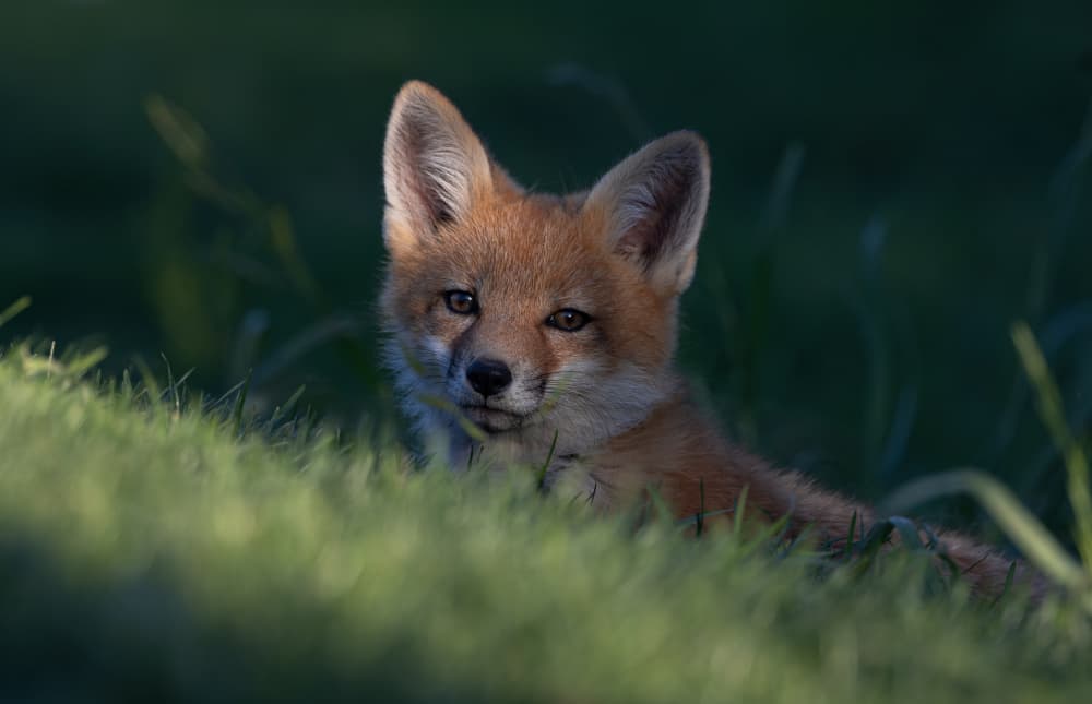 Curious Fox Kit by Johnson Huang — canvas wall art
