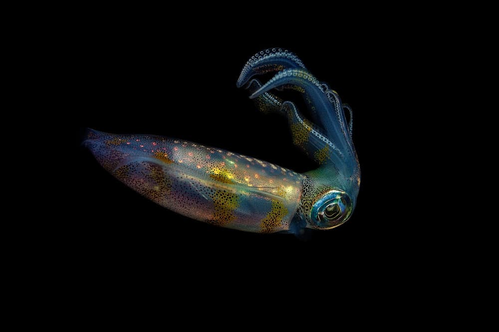 Vibrant Ocean Squid by Walter Lackner — canvas wall art