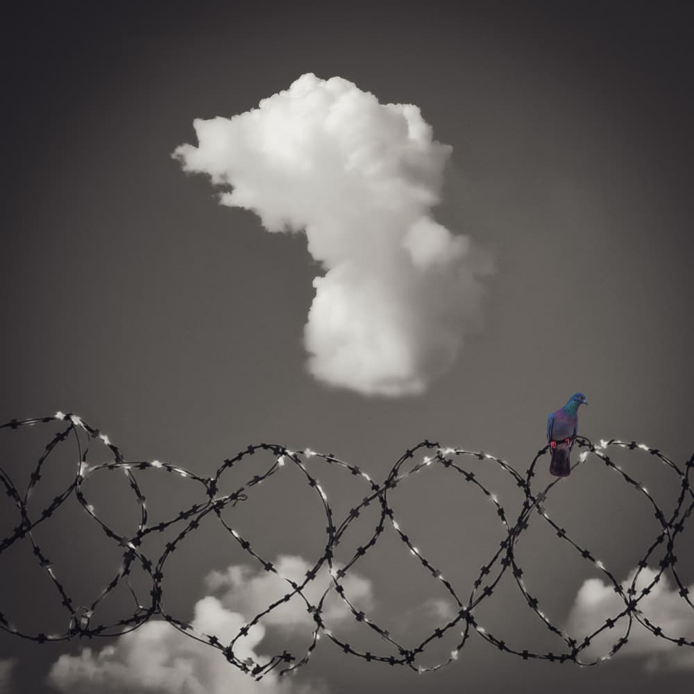 Pigeon Barbed Wire Sky by Evgenii Novichikhin — canvas wall art