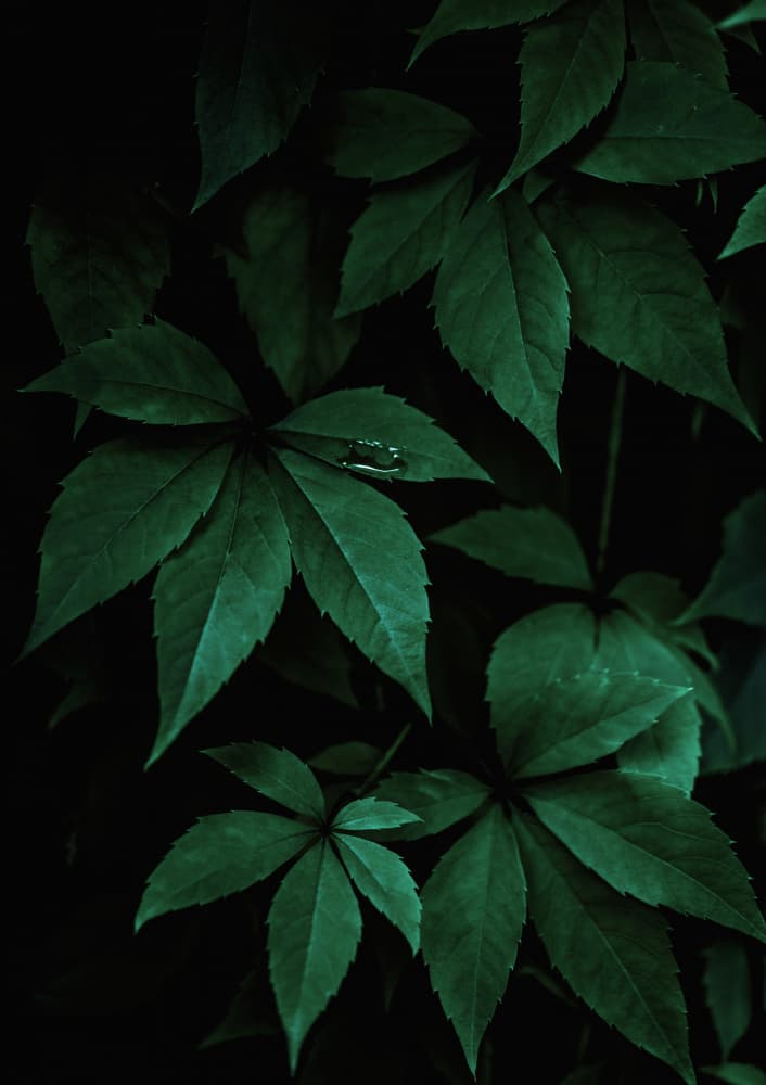 Dark Leaves 7 by Mareike Böhmer — canvas wall art
