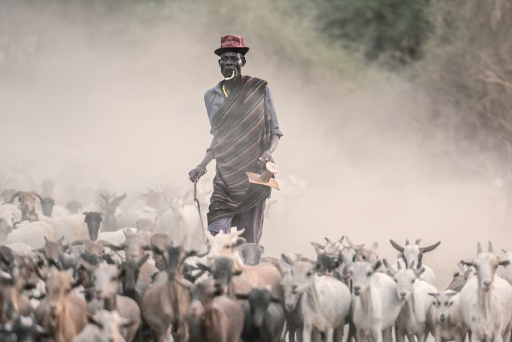 Dusty Shepherd With Goats by Trevor Cole — canvas wall art
