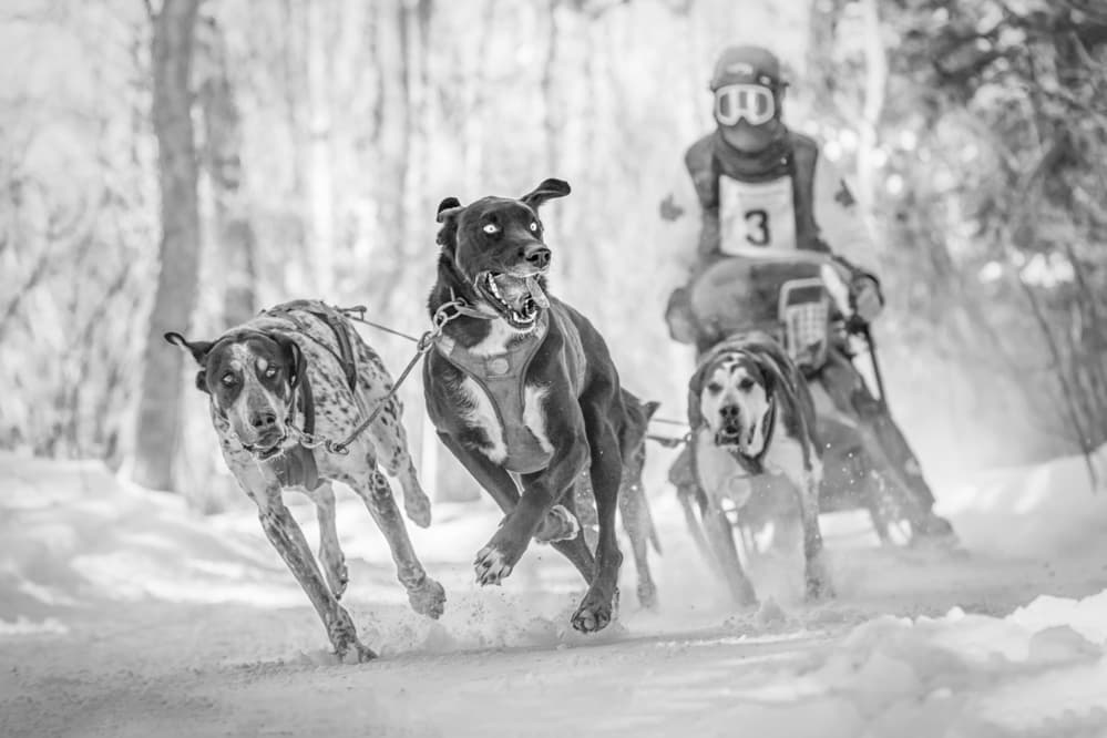 Fast Sled Dogs by Richard Huang — canvas wall art