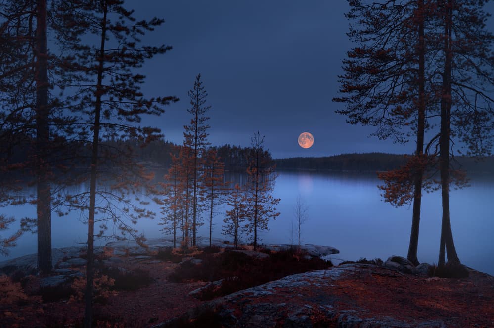 Moonlit Forest Lake by Nikki Georgieva V E G A N I K — canvas wall art