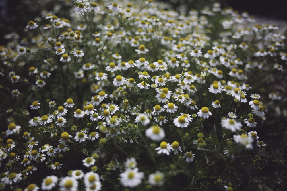 Wild Chamomile Field by Javier Pardina — canvas wall art