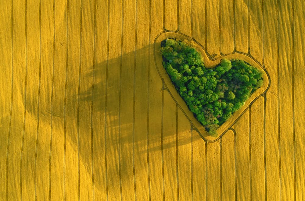 Heart In Golden Field by Łukasz Małkiewicz — canvas wall art