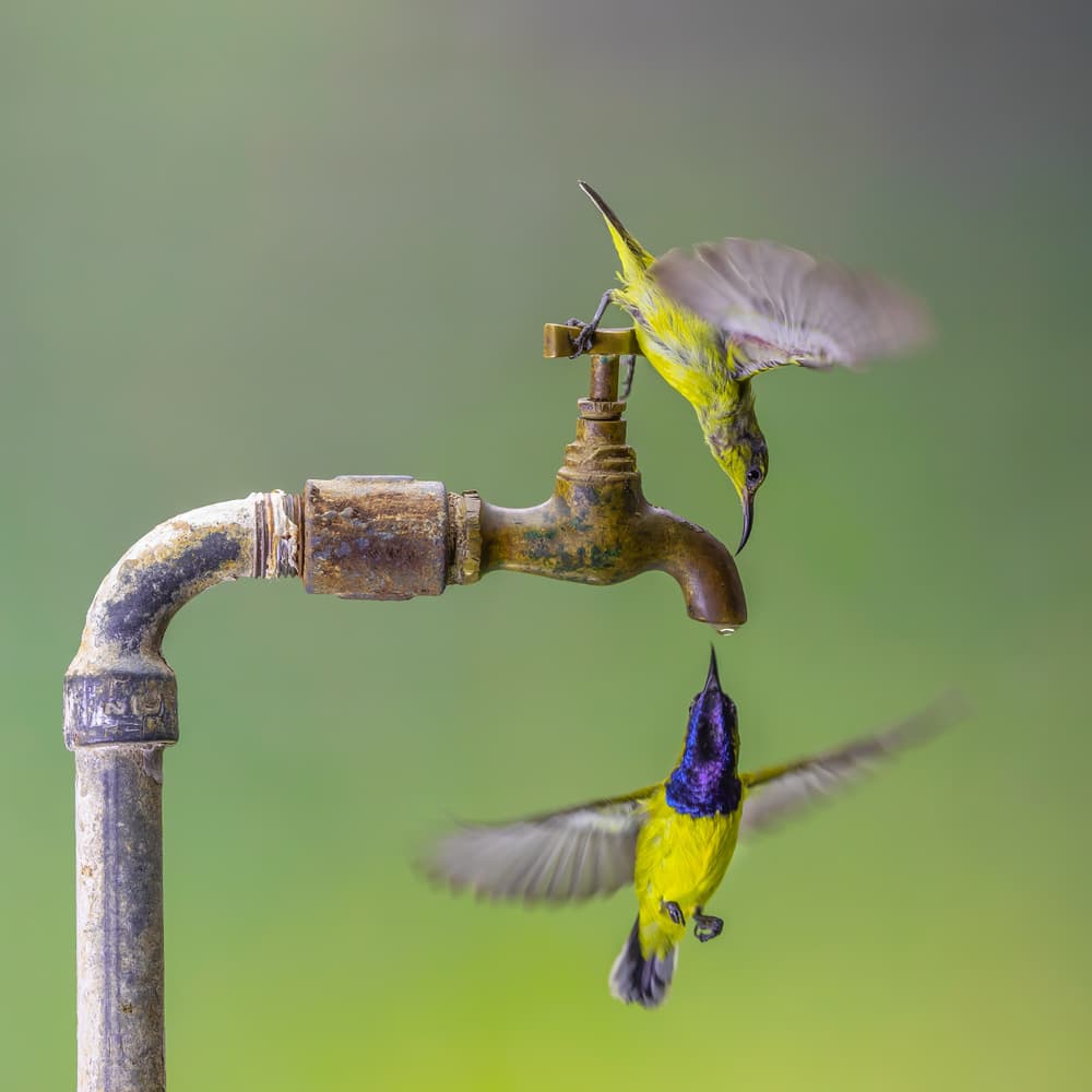 Sunbirds At The Tap by Gunarto Song — canvas wall art