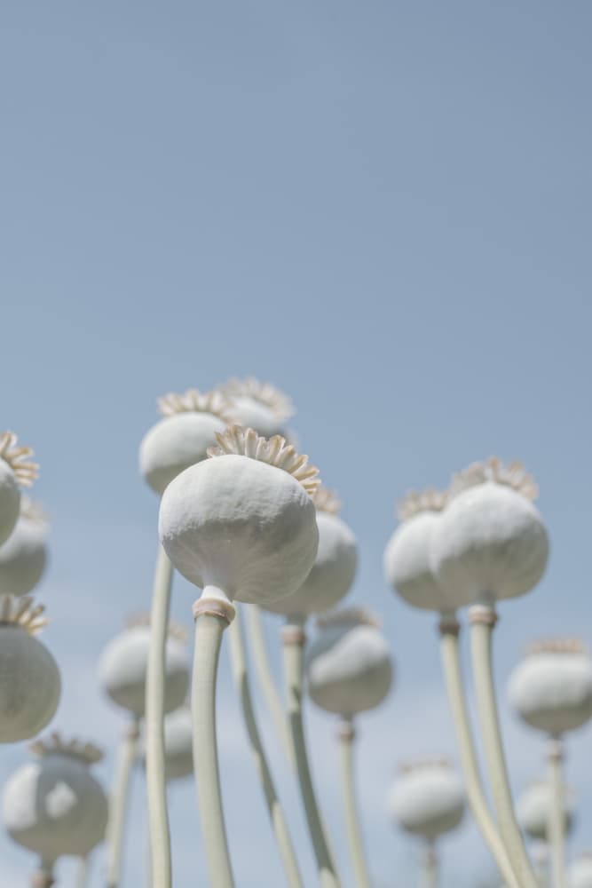 Poppyseed bulbs in mint and retro blue - nature photography