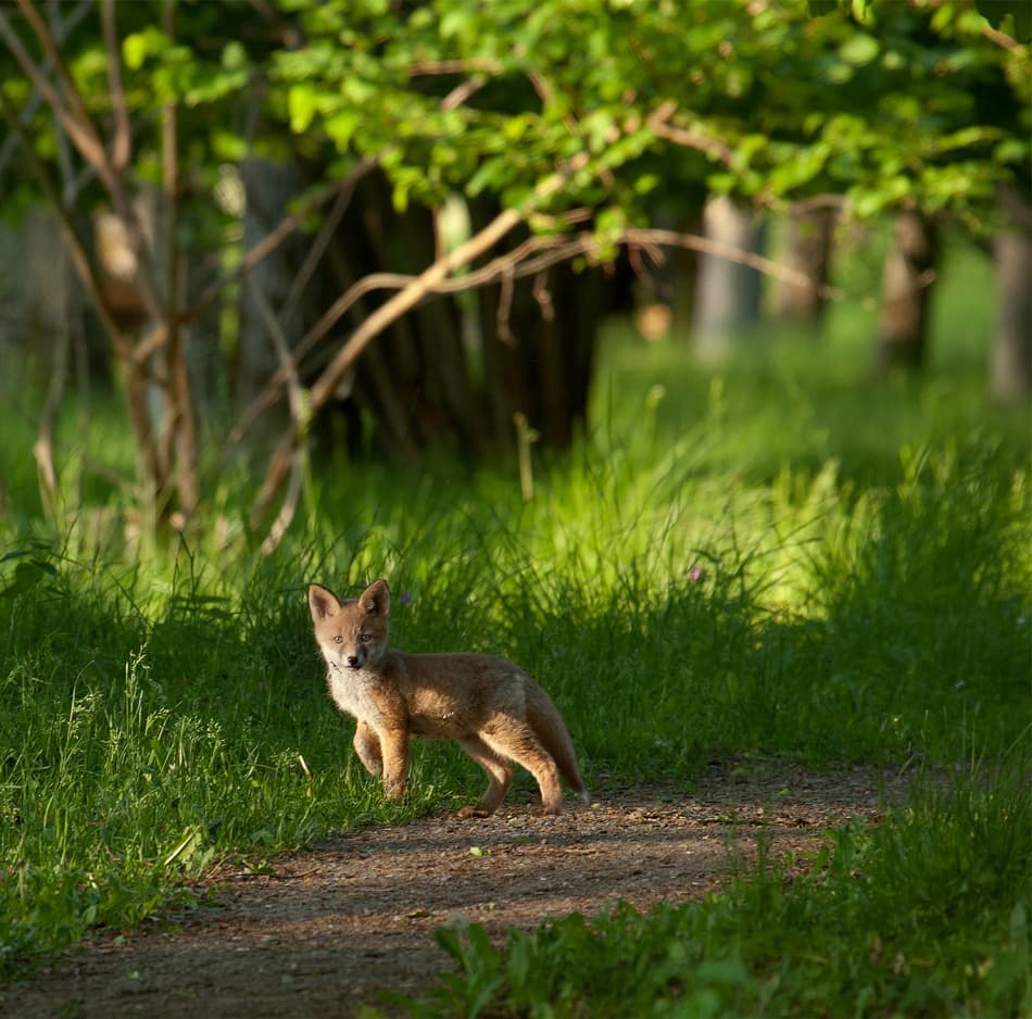 Forest Fox Cub by Allan Wallberg — canvas wall art